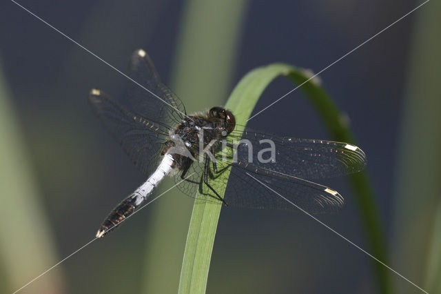 Sierlijke witsnuitlibel (Leucorrhinia caudalis)