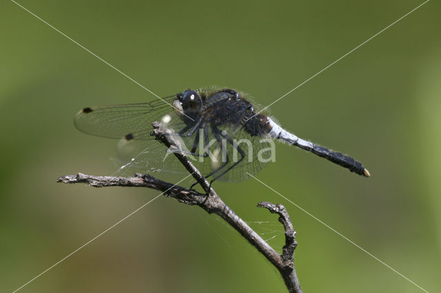 Sierlijke witsnuitlibel (Leucorrhinia caudalis)