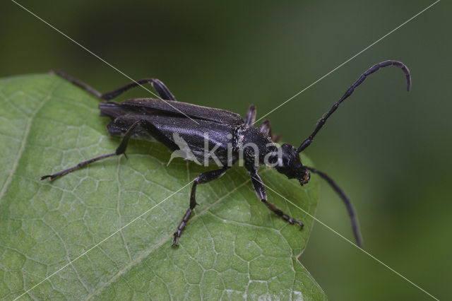 Smalbok (Leptura aethiops)