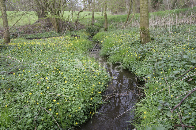 Speenkruid (Ranunculus ficaria)