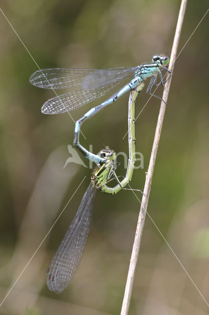 Speerwaterjuffer (Coenagrion hastulatum)