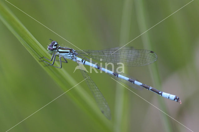 Speerwaterjuffer (Coenagrion hastulatum)