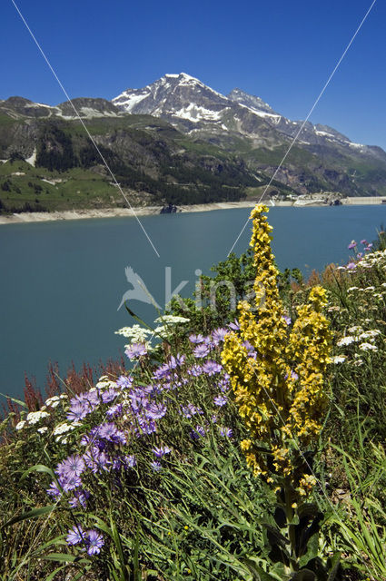 Stalkaars (Verbascum densiflorum)