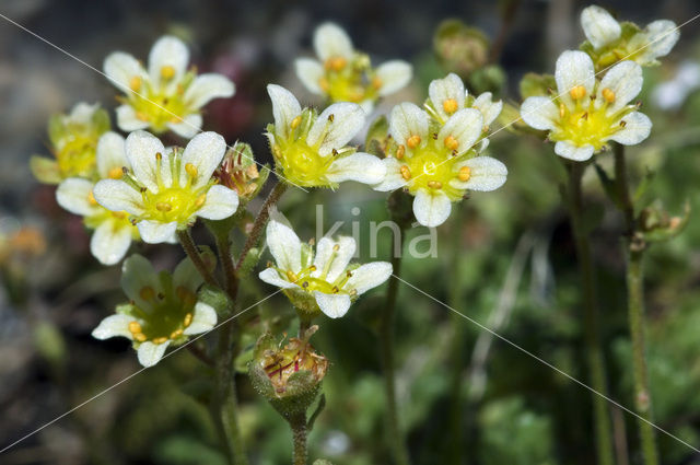 Steenbreek (Saxifraga exarata)