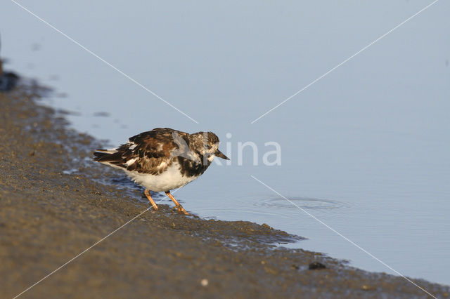 Steenloper (Arenaria interpres)