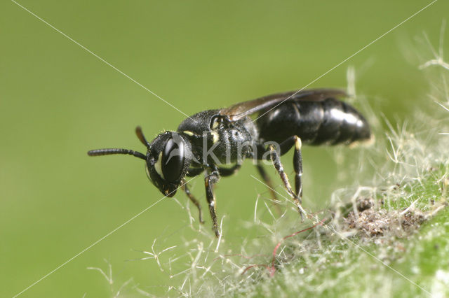 Stipmaskerbij (Hylaeus styriacus)