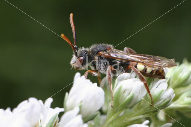 Stomptandwespbij (Nomada striata)