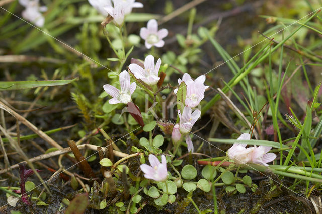 Teer guichelheil (Anagallis tenella)