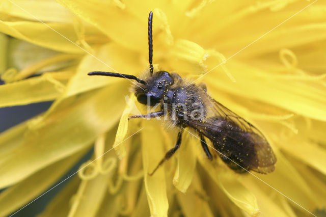 Texelse zandbij (Andrena fulvago)