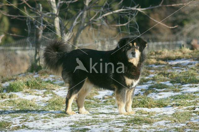 Tibetaanse mastiff (Canis domesticus)