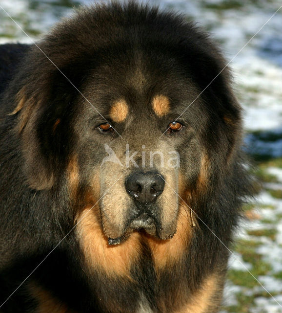 Tibetaanse mastiff (Canis domesticus)