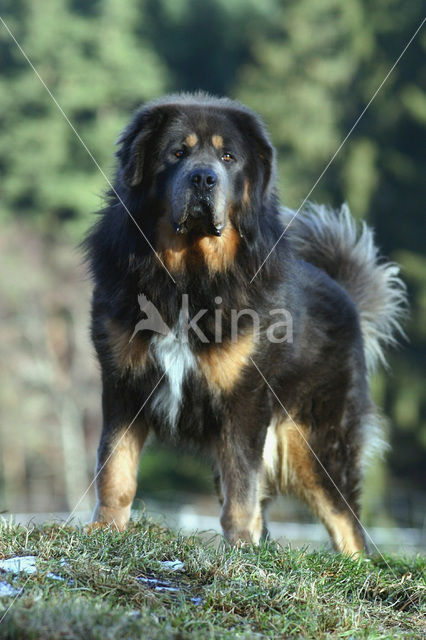 Tibetaanse mastiff (Canis domesticus)