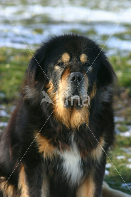 Tibetaanse mastiff (Canis domesticus)