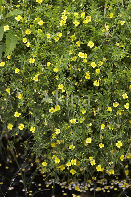 Tormentil (Potentilla erecta)