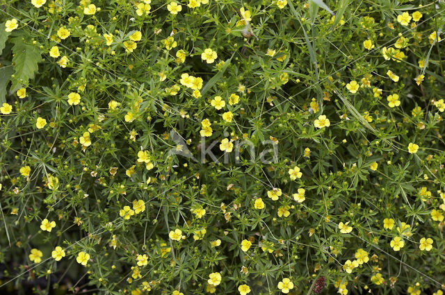 Tormentil (Potentilla erecta)