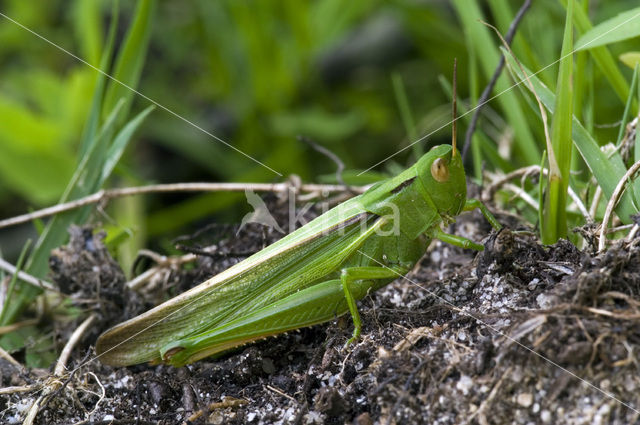 Tricolor Locust (Paracinema tricolor)