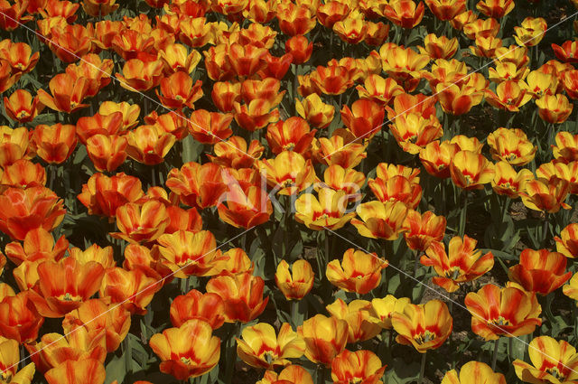 Tulp (Tulipa)