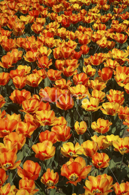 Tulp (Tulipa)