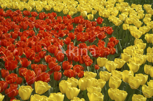 Tulp (Tulipa)