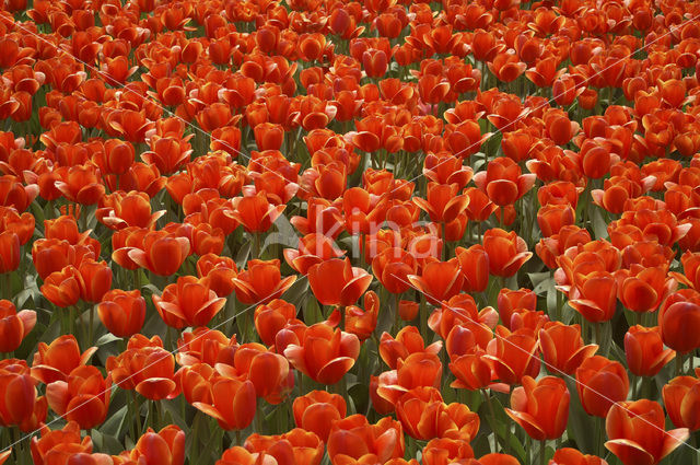 Tulp (Tulipa)