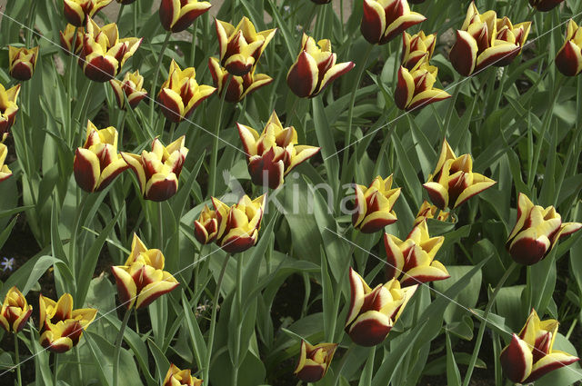 Tulp (Tulipa)