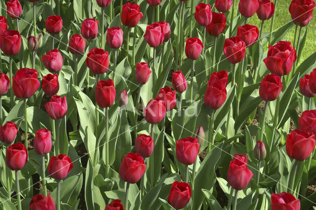 Tulp (Tulipa)