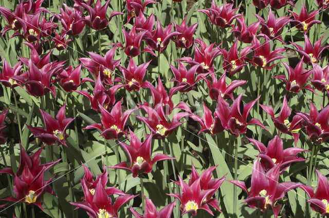 Tulp (Tulipa)