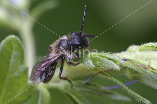 Tweekleurige zandbij (Andrena bicolor)