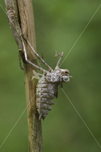 Tweevlek (Epitheca bimaculata)