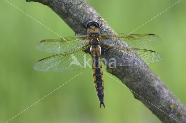 Tweevlek (Epitheca bimaculata)