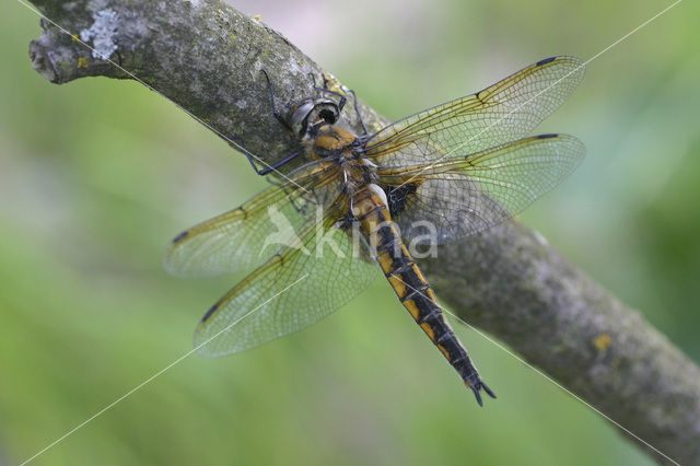 Tweevlek (Epitheca bimaculata)