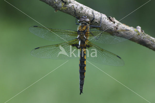 Tweevlek (Epitheca bimaculata)