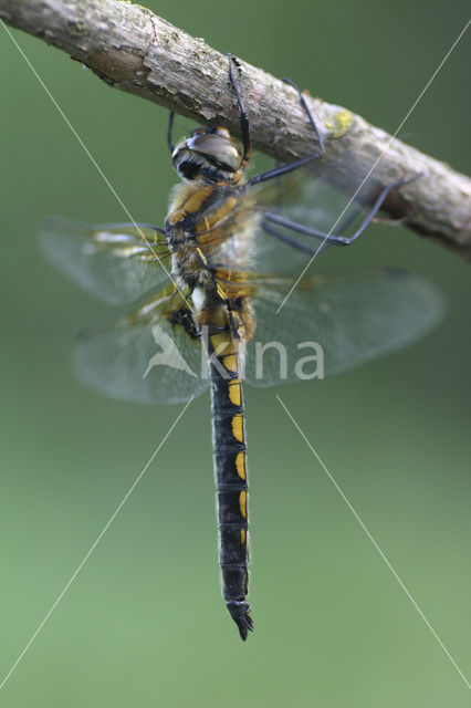 Tweevlek (Epitheca bimaculata)