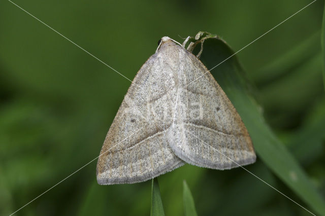 Brown Silver-line (Petrophora chlorosata)