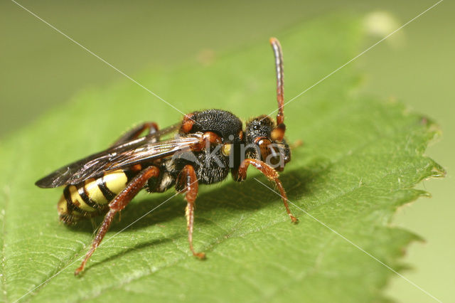 Variabele wespbij (Nomada zonata)