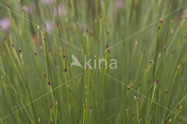 Veenbies (Trichophorum cespitosum)