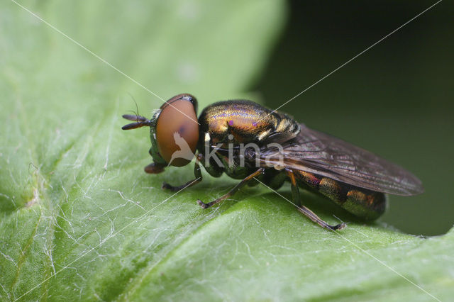 Veenglimmer (Orthonevra intermedia)