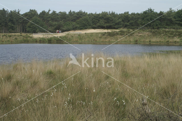 Veenpluis (Eriophorum angustifolium)