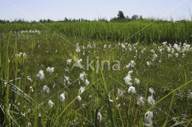 Veenpluis (Eriophorum angustifolium)