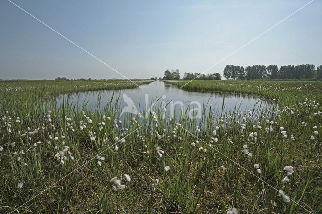 Veenpluis (Eriophorum angustifolium)