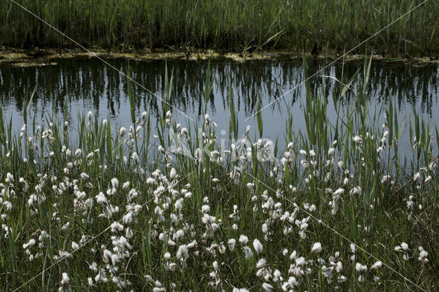 Veenpluis (Eriophorum angustifolium)