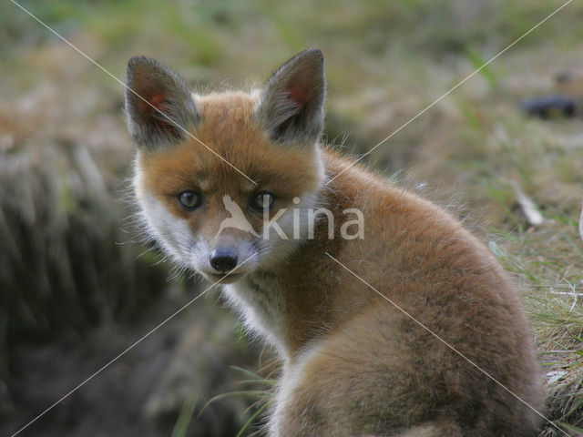 Vos (Vulpes vulpes)