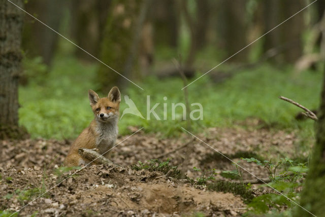 Vos (Vulpes vulpes)