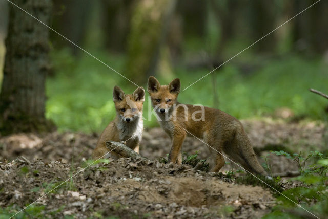 Vos (Vulpes vulpes)