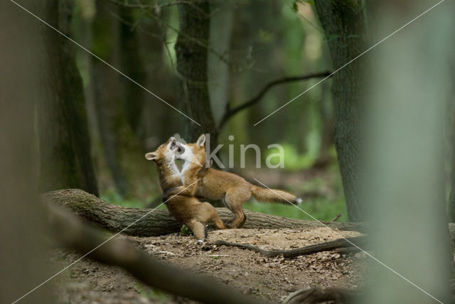 Vos (Vulpes vulpes)