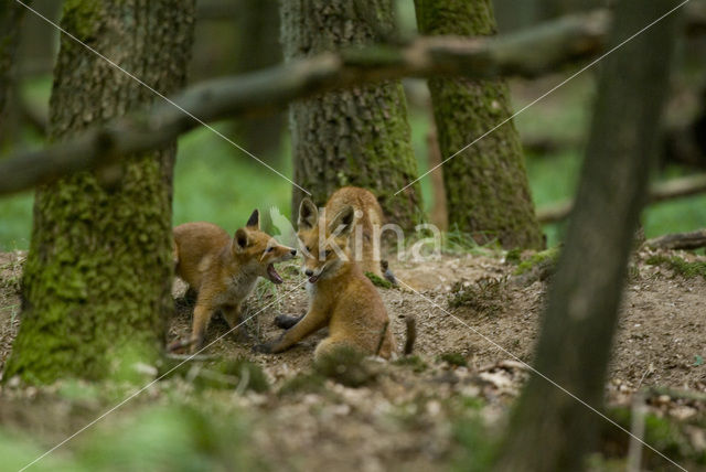 Vos (Vulpes vulpes)