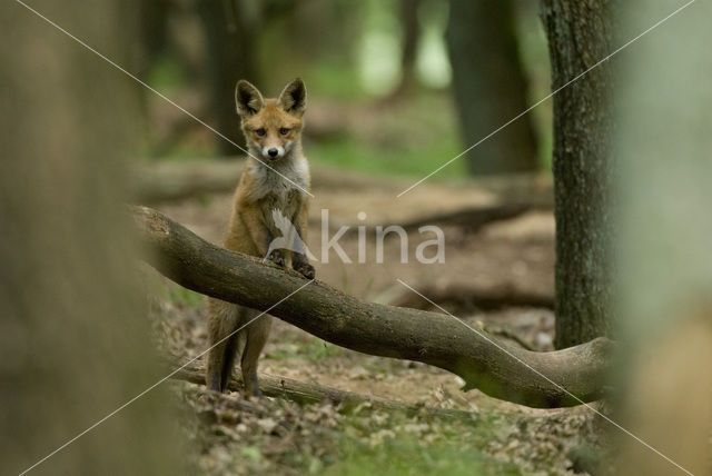 Vos (Vulpes vulpes)