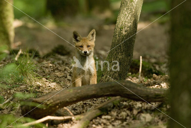 Vos (Vulpes vulpes)