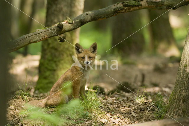 Vos (Vulpes vulpes)