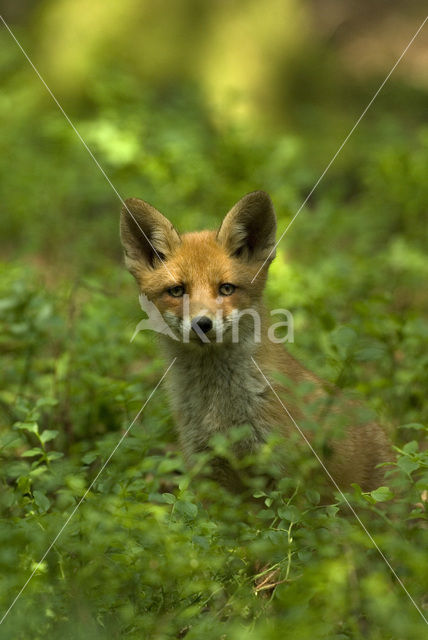 Vos (Vulpes vulpes)